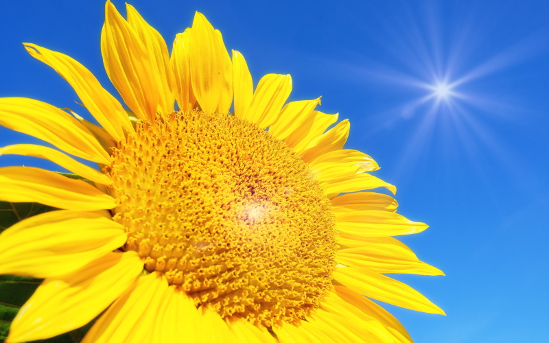 Могут ли растения жить без солнечного света?