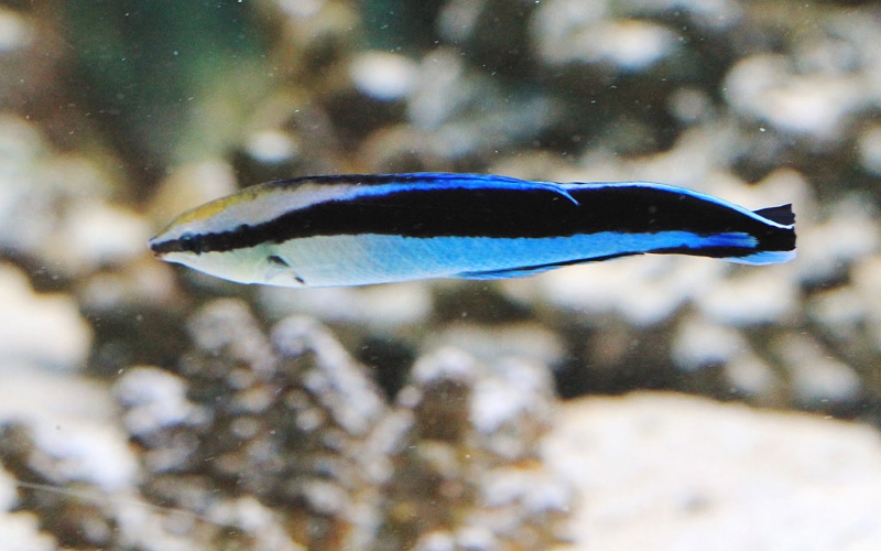 Рыба Губан-чистильщик (Labroides dimidiatus) прошла зеркальный тест на проверку сознания и самосознания у животных.