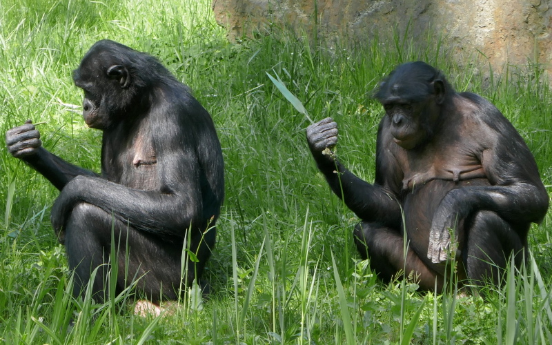 Могут ли обезьяны играть в игру «Камень, ножницы, бумага»?