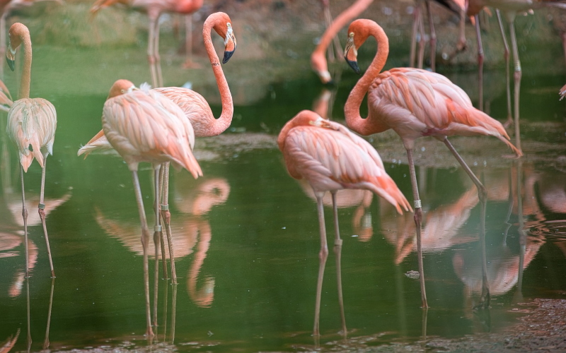 Как показано в передаче BBC Life in Color, фламинго не рождаются с этим цветом.