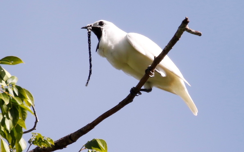 Самец птицы Одноусый звонарь (лат. Procnias albus) исполнил свою оглушительную песню, и теперь признан самой громкой птицей, когда-либо записанной.