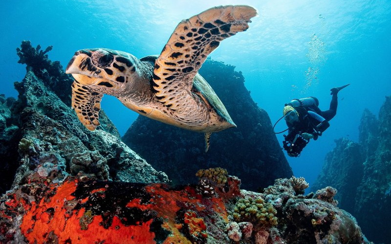 Выставка «Дикий подводный мир». Черепаховый рай. Сейшелы.