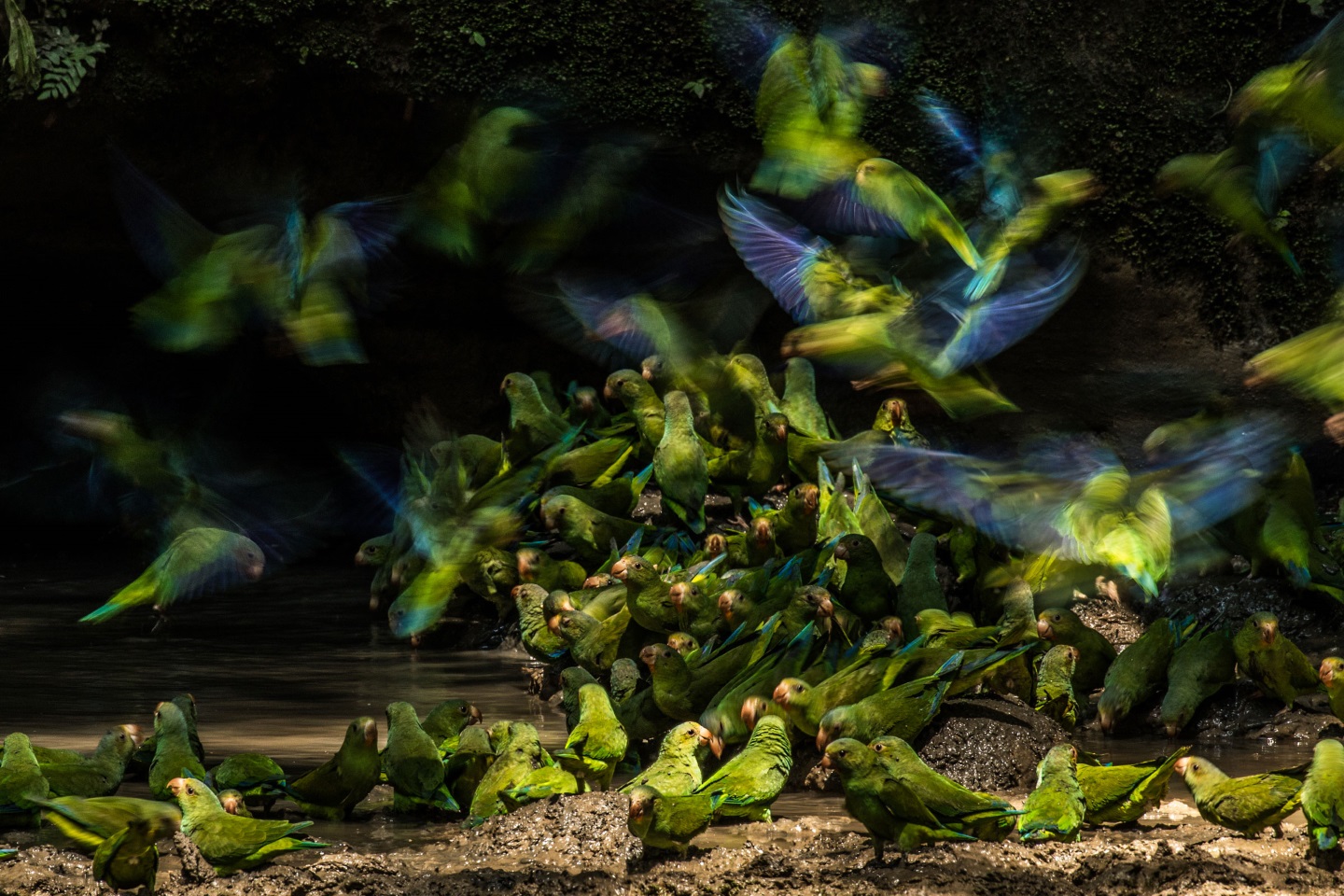 Синекрылые тонкоклювые попугаи (лат. Brotogeris cyanoptera). Фото: Liron Gertsman/Audubon Photography Awards