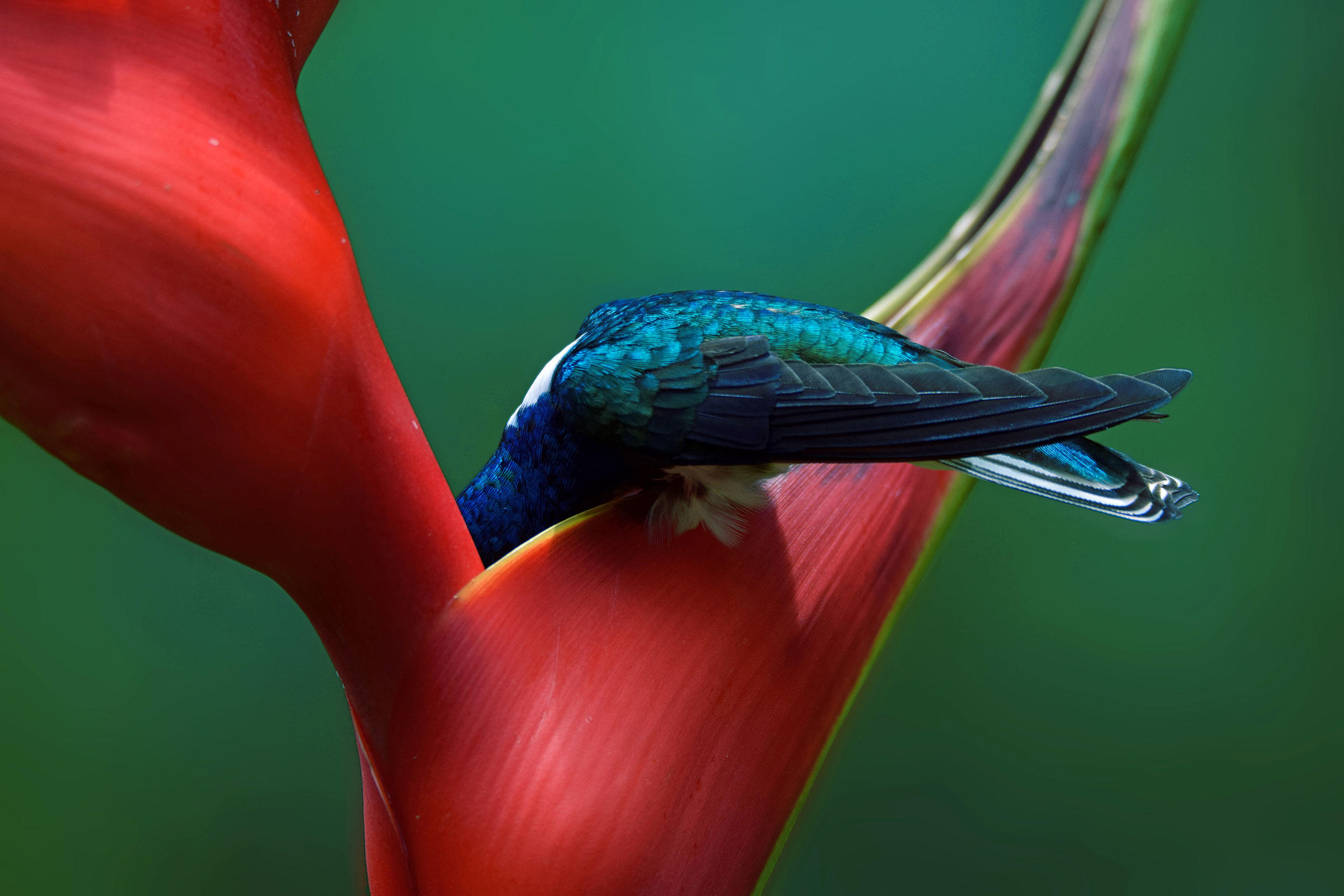 Фото птицы колибри сделано в природном парке в Коста-Рике. Из более чем 350 видов колибри большинство имеют небольшие географические ареалы. Колибри-якобин распространен от южной Мексики до южной Бразилии. Фото: Mariam Kamal/Audubon Photography Awards