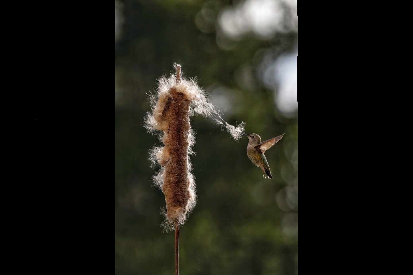 Коричневая цилиндрическая вершина рогоза стоит вертикально, когда зеленая  колибри, Калипта Анны, отрывает семенные волокна. Фото: Karen Boyer Guyton / Audubon Photography Awards / 2021 Plants For Birds Honorable Mention