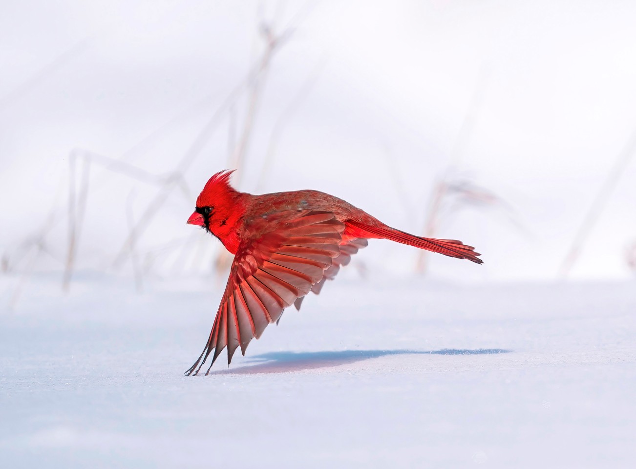 Красный северный кардинал, самец, кажется, парит над заснеженной землей. Фото: Steve Jessmore / Audubon Photography Awards / 2021 Professional Award Winner