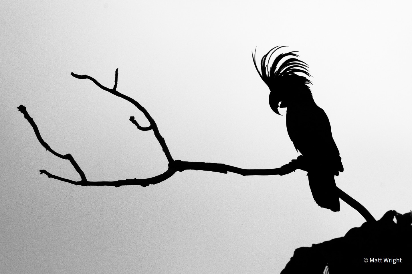 Второе место - Монохромный. "Король мыса". Чёрный какаду (Probosciger aterrimus). Полуостров Кейп-Йорк, штат Квинсленд, Австралия. Фото: Matt Wright