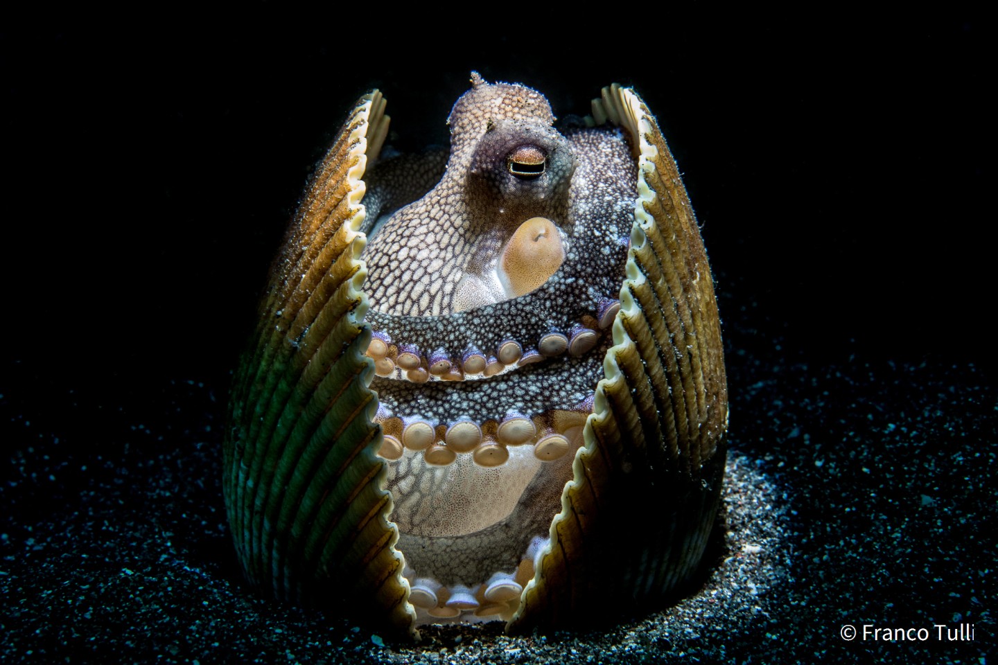 Второе место - Поведение животных. "Сновидение". Кокосовый осьминог (Amphioctopus marginatus). Пролив Лембех, Индонезия. Фото: Franco Tulli