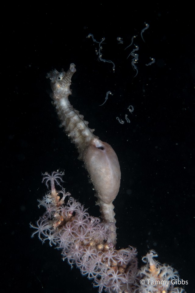 Победитель - Поведение животных. "Следующее поколение". Западно-австралийский морской конек (Hippocampus subelongatus). Перт, штат Западная Австралия, Австралия. Фото: Tammy Gibbs