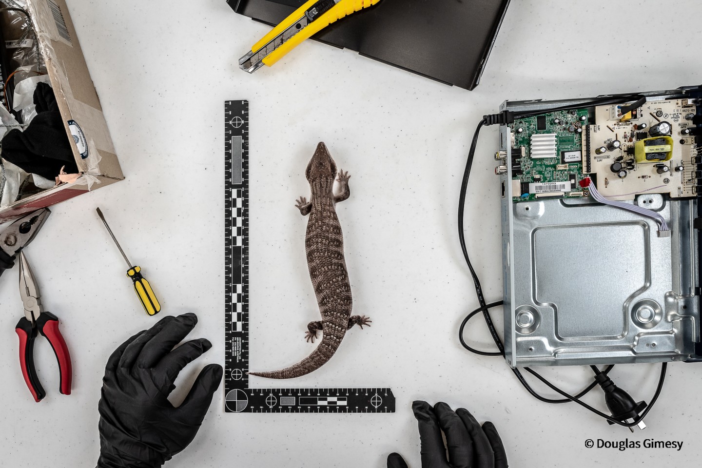 Победитель - Наше влияние. Офицер по охране дикой природы измеряет одну из двух исполинские ящериц, найденных в DVD-плеере. Фото: Douglas Gimesy