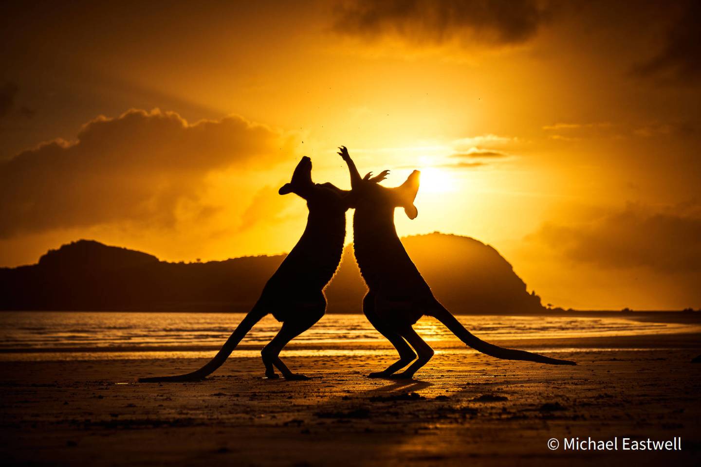 Шорт-лист - Поведение животных. "Танцы на рассвете". Валлаби (Macropodidae). Национальный парк Кейп-Хиллсборо, штат Квинсленд, Австралия. Фото: Michael Eastwell