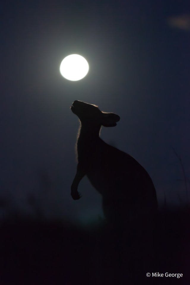 Второе место - Анималистический портрет. "Вой на Луну". Гигантский кенгуру (Macropus giganteus). Штат Новый Южный Уэльс, Австралия.Фото: Mike George