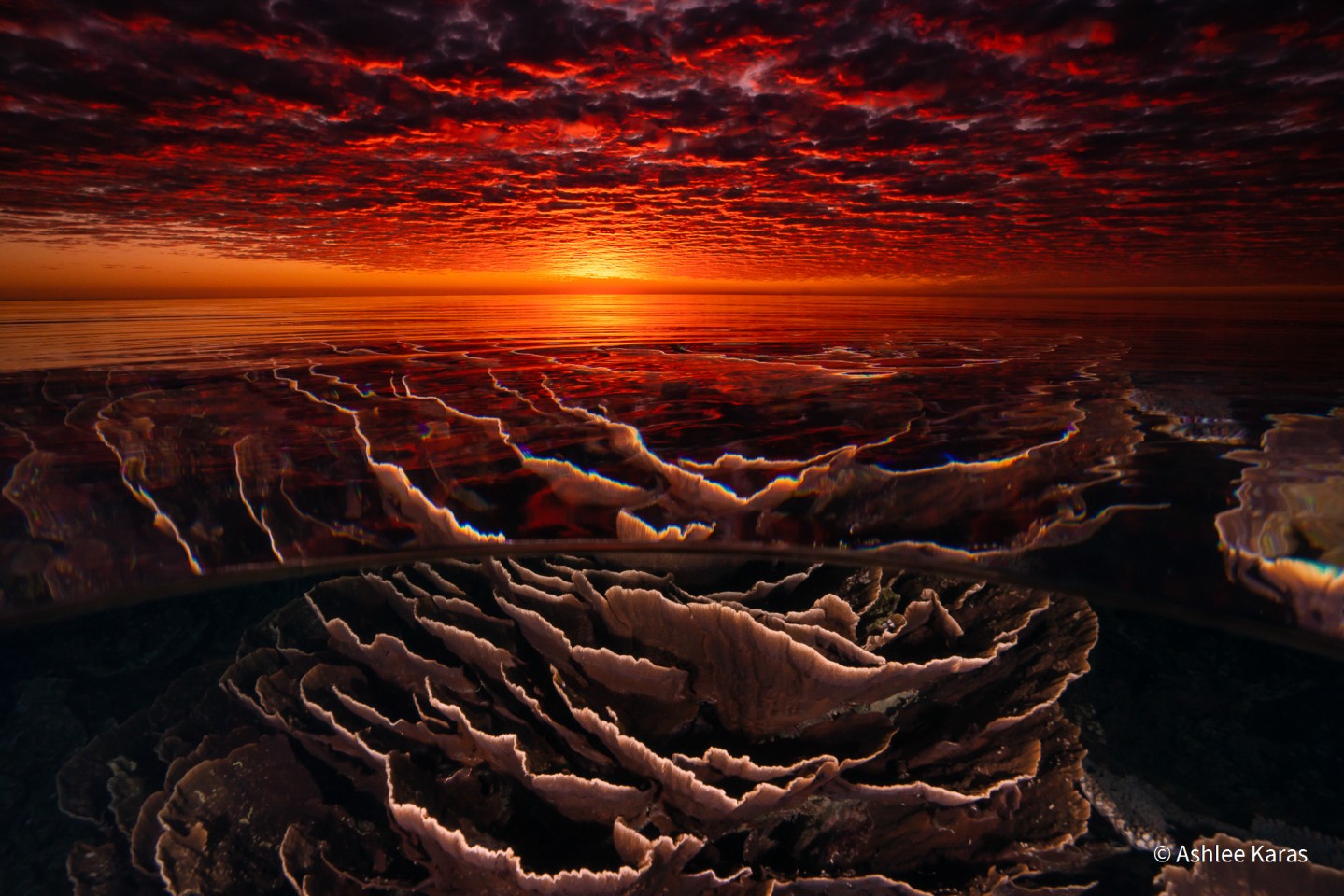 Второе место - Пейзаж. "Под поверхностью". Риф Нингалу, Коралловый залив, штат Западная Австралия, Австралия. Фото: Ashlee Karas