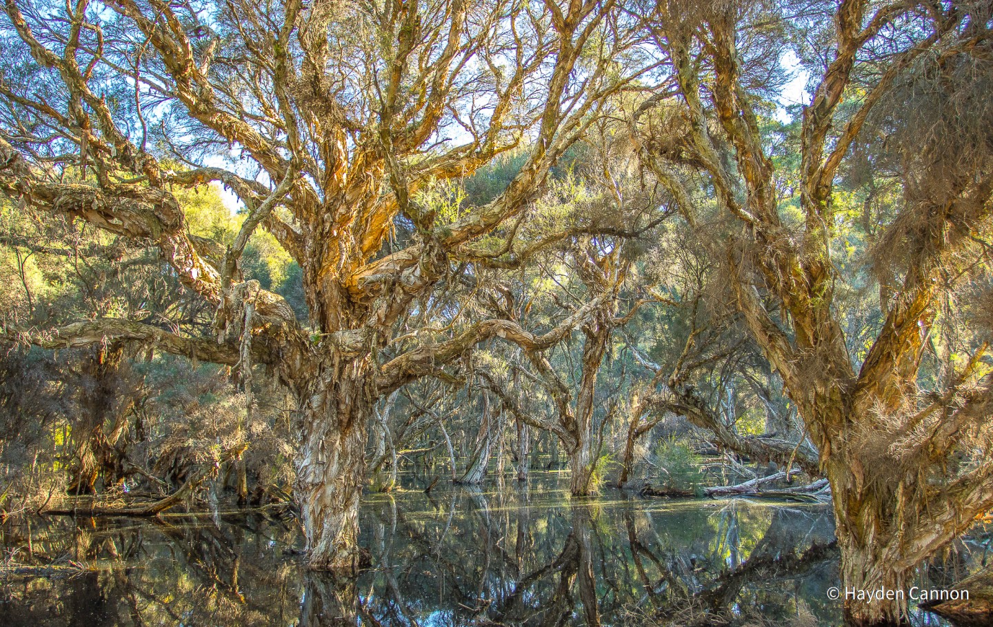 Победитель - Пейзаж. "Лес отражений". Озера, штат Западная Австралия, Австралия. Фото: Hayden Cannon