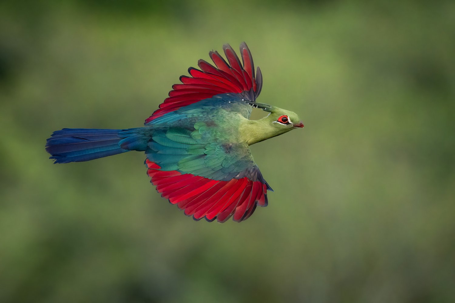 Ангольский турако (лат. Tauraco schalowi). Масаи-Мара, Кения. Фото: Aaron Baggenstos/Bird Photographer of the Year