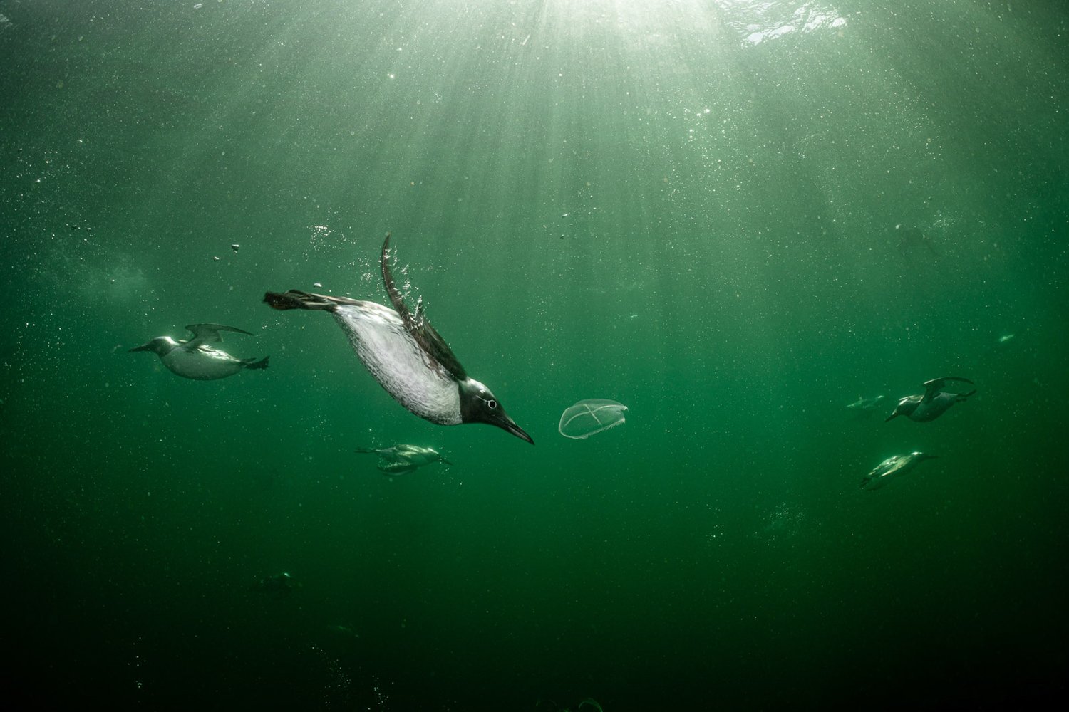 Тонкоклювая кайра (лат. Uria aalge). Берикширский морской заповедник, Шотландия. Фото: Henley Spiers/Bird Photographer of the Year