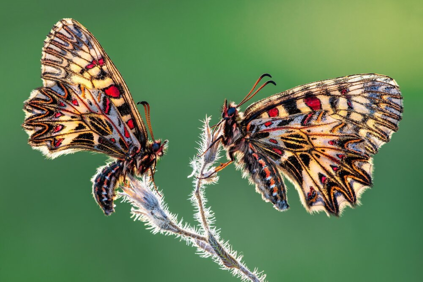 Эти две дневные бабочки (Allancastria cerisyi) из семейства парусников были найдены на ранней утренней прогулке. Фото: Petar Sabol / CUPOTY