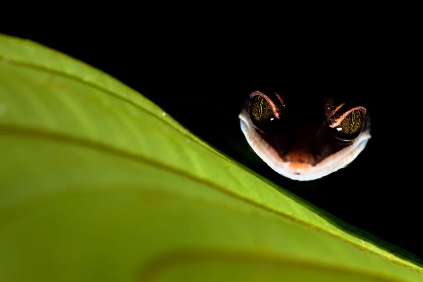 Сфотоснимок сделан во время ночной прогулки по национальному парку Кубах на острове Борнео, кошачий геккон, получивший свое название от того, как он скручивает хвост, чтобы прикрываться во время сна. Фото: Bernhard Schubert / CUPOTY
