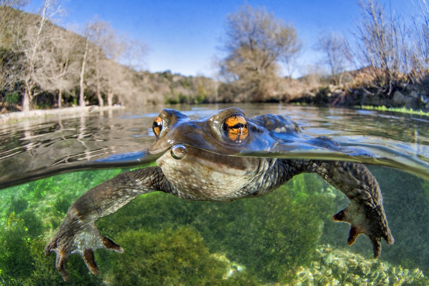 Плавающая жаба. Сообщается, что эта обыкновенная жаба следовала за фотографом в течение большей части двухчасового погружения. Фото: Mathieu Foulquié / CUPOTY