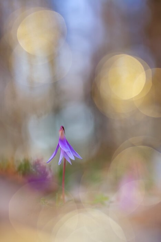 Эффект «красивого, сказочного боке» подчеркивает нежный характер фиолетового цветения Кандыка  (лат. Erythŕonium) семейства Лилейные. Фото: Henrik Spranz / CUPOTY