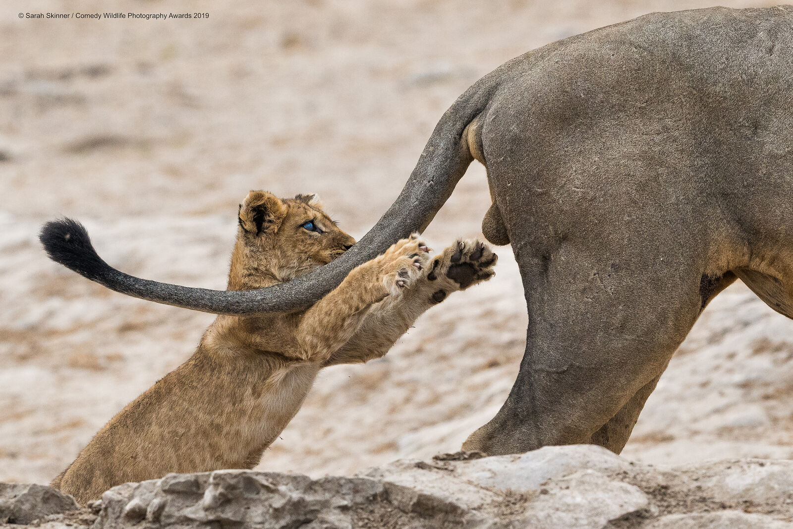"Хватай жизнь за .....". Фото: Sarah Skinner / Comedy Wildlife Photography