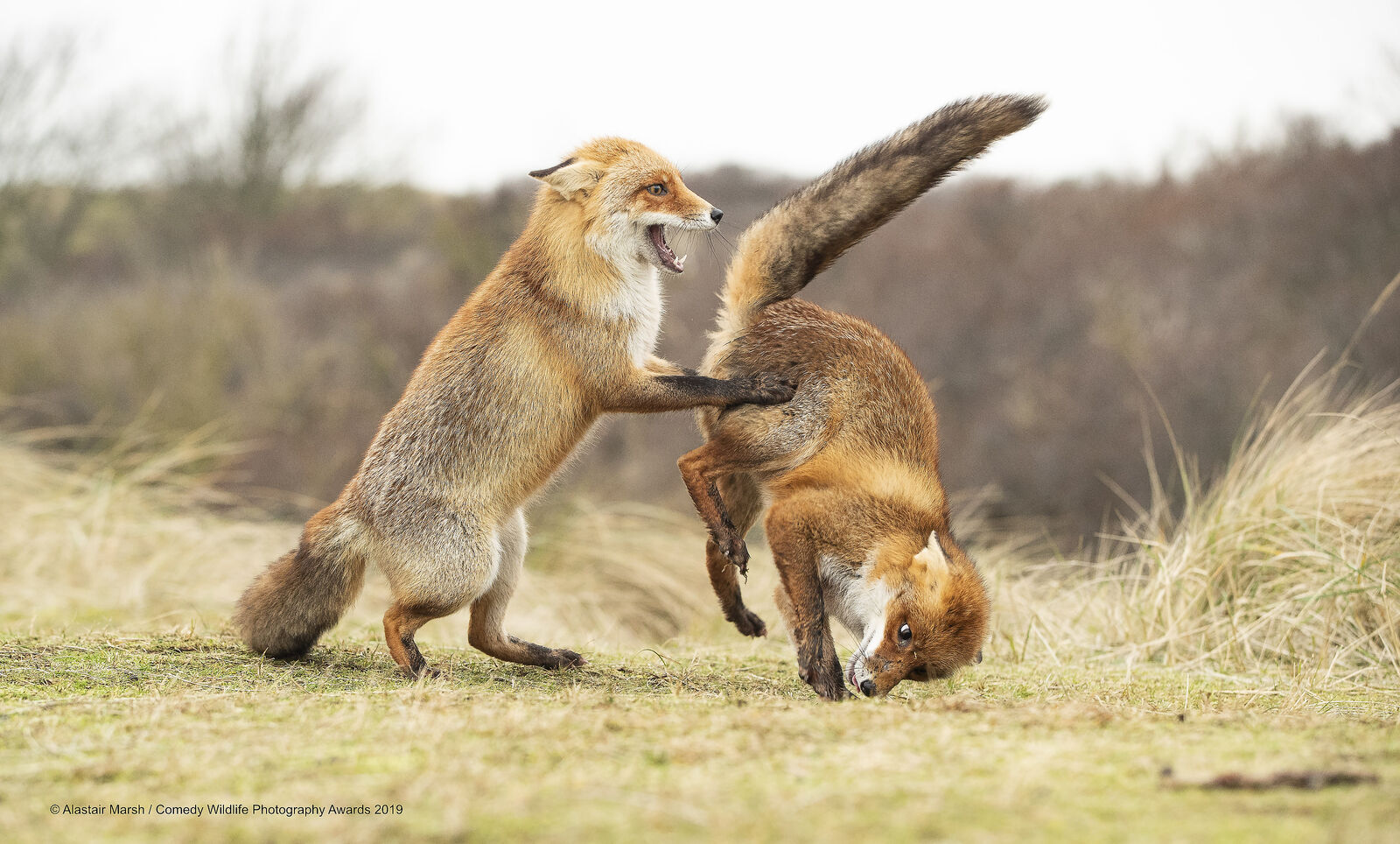 "Вальс пошёл не так". Фото: Alastair Marsh / Comedy Wildlife Photography