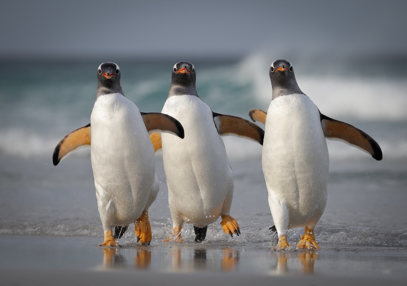 "Мы слишком сексуальны для этого пляжа". (Субантарктические пингвины на Фолклендских островах, Великобритания). Фото: © Joshua Galicki / Comedy Wildlife Photography Awards 2021