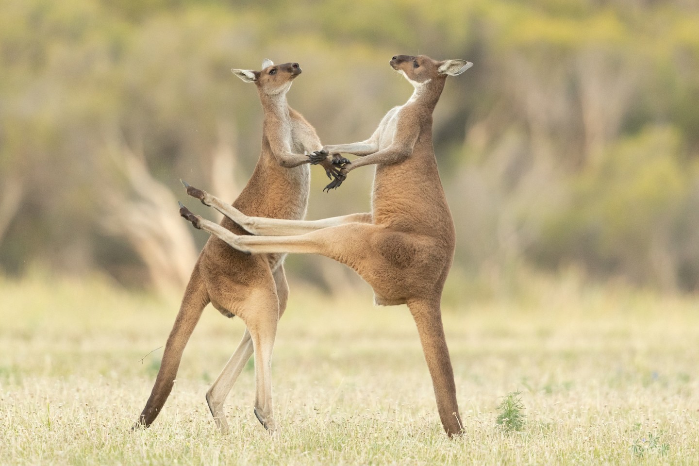 "Промазал, мимо". (Кенгуру, штат Западная Австралия, Австралия). Фото: © Lea Scaddan / Comedy Wildlife Photography Awards 2021