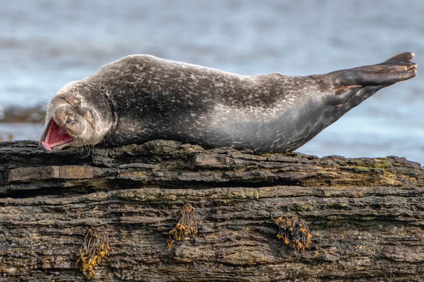 Смеясь, Шотландия.
«Молодой тюлень отдыхает на скале. Похоже, тюлень наслаждается действительно хорошей шуткой, а на самом деле он зевает». Фото: Ken Crossan/CWPAs 2020