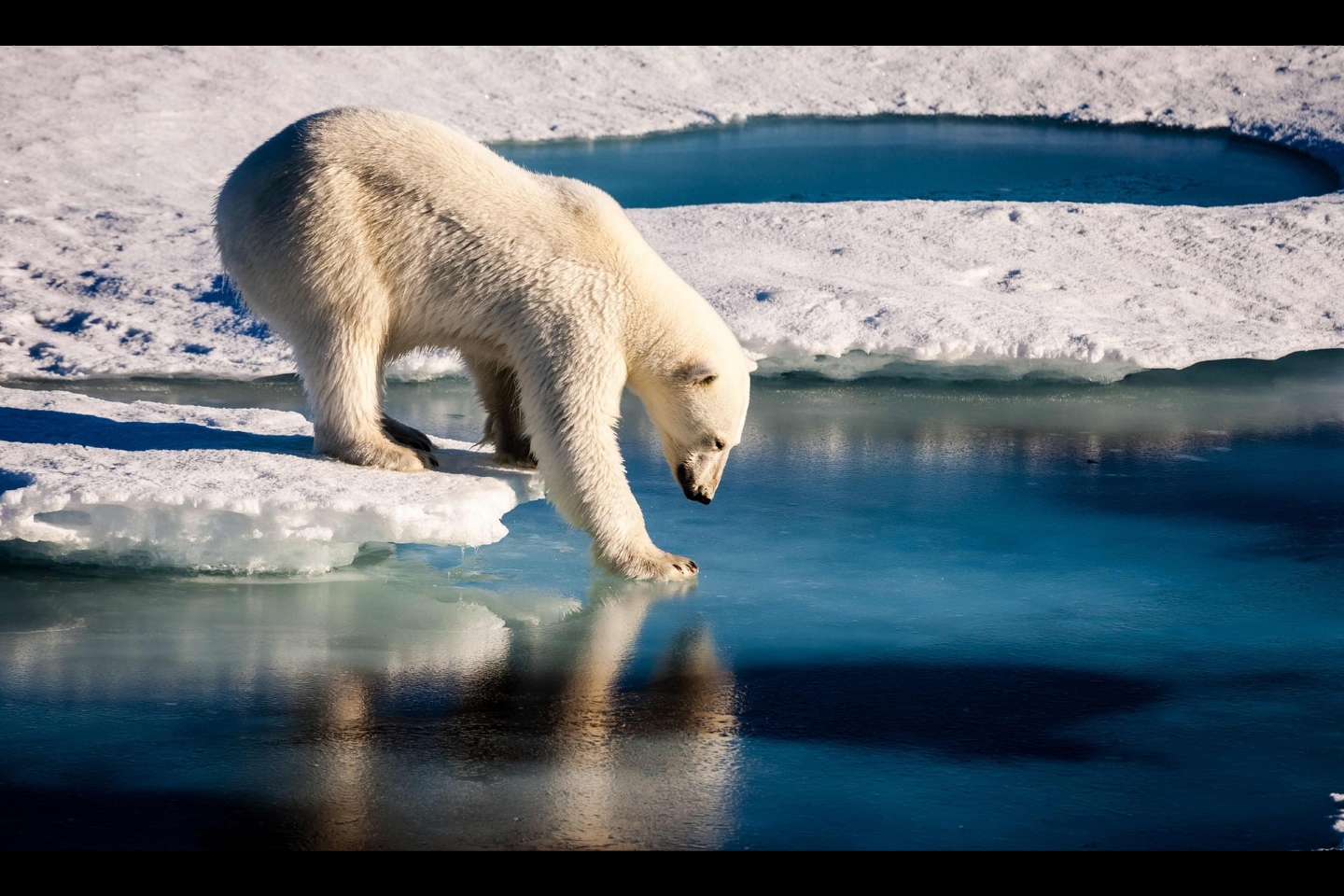 В этой фотографии, сделанной Европейским союзом наук о Земле, 22 августа 2015 года, показана фотография белого медведя, проверяющего силу тонкого морского льда в Арктике. Фото: Марио Хоппманн