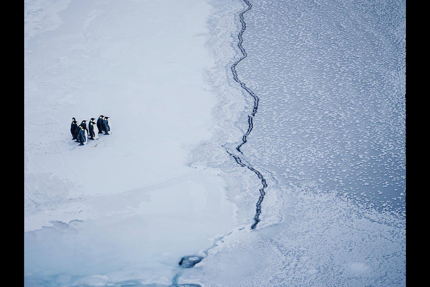 Группа императорских пингвинов сталкивается с трещиной в морском льду, недалеко от станции МакМердо, Антарктида. Фото: Кира Моррис