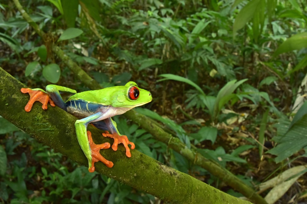 Древесная лягушка Красноглазая квакша из семейства Phyllomedusidae была одним из видов земноводных, наблюдавшихся во время экспедиции в Потерянный город Обезьяньего бога в Гондурасе. Фото: Trond Larsen