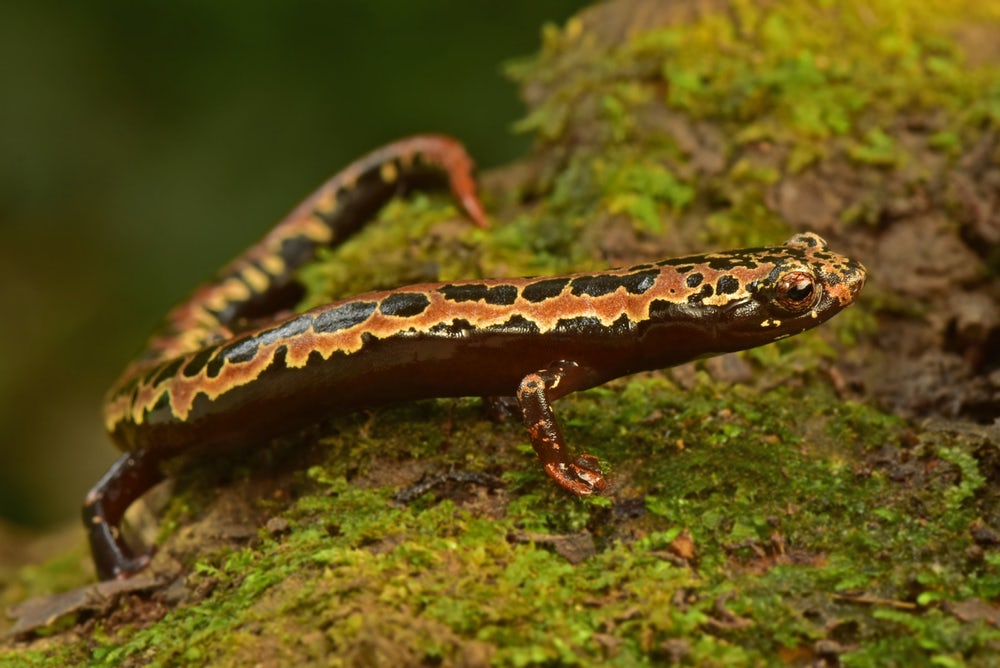 Редкая саламандра Bolitoglossa mexicana является отличным альпинистом и обычно встречается на деревьях и кустарниках. Фото: Trond Larsen