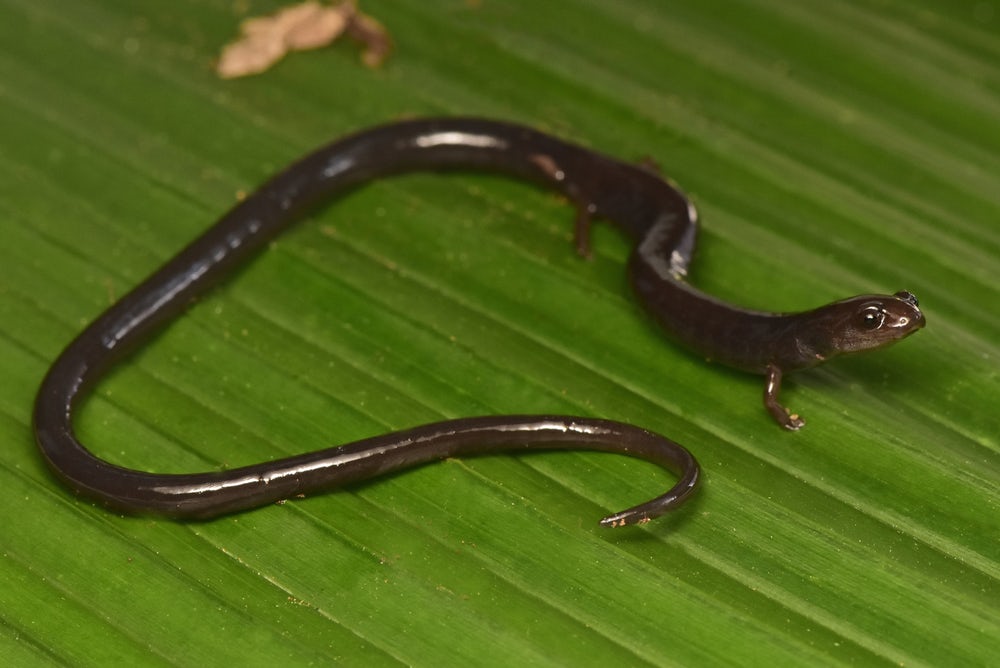 Саламандры-черви, такие как этот вид (Oedipina Quadra), как правило, очень уязвимы из-за их ограниченного географического распространения. Их хвост может достигать необычайной длины пропорционально телу. Фото: Trond Larsen