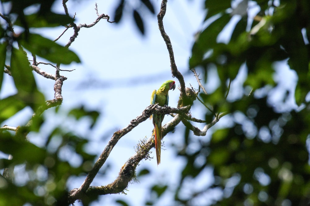 Солдатский ара (лат. Ara ambigua) — птица семейства попугаевых. Фото: Carlos Funes