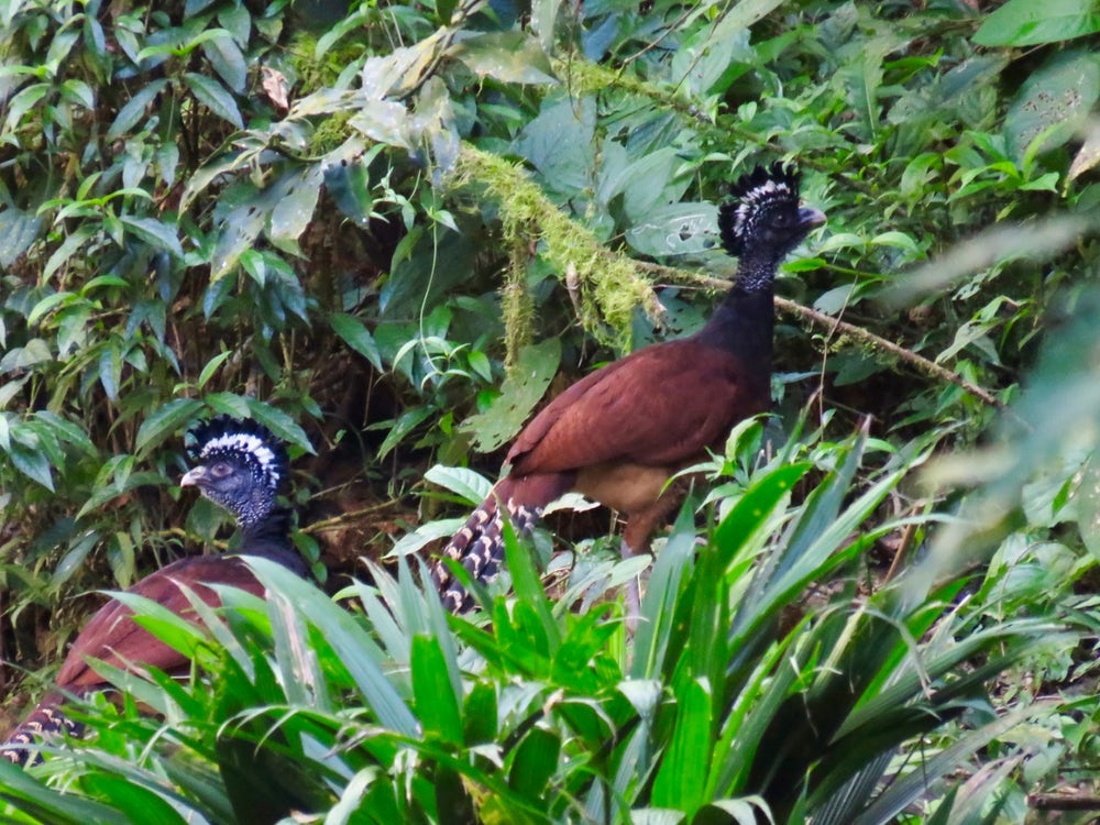 Пара птиц, древесных кур Crax rubra, находящихся под угрозой исчезновения в большинстве других мест, но распространенных в среде обитания города Ягуара из-за его изоляции. Фото: John van Dort