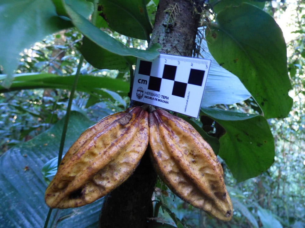 Плоды какао, которые используются для производства шоколада, были найдены в районе Белого города. Фото: Olvin Oyuela