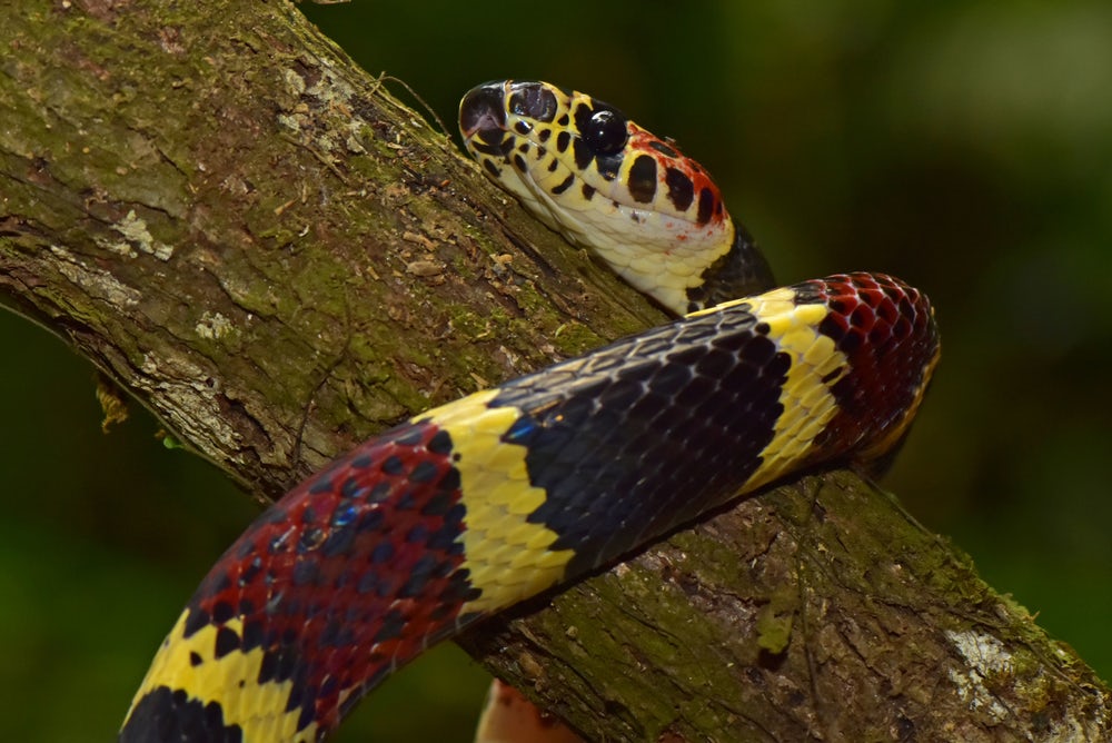 Эндемичный вид змеи (Rhinobothryum bovallii). Эта змея проводит много времени в пологе леса, что затрудняет поиск видов, зависящих от старовозрастного леса. Фото: Trond Larsen