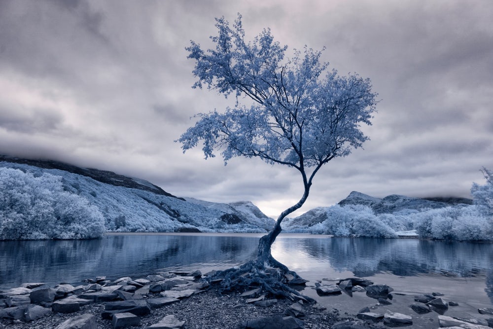 Первое место в категории «Пейзаж» - «Одинокое дерево». Фото: David Hall