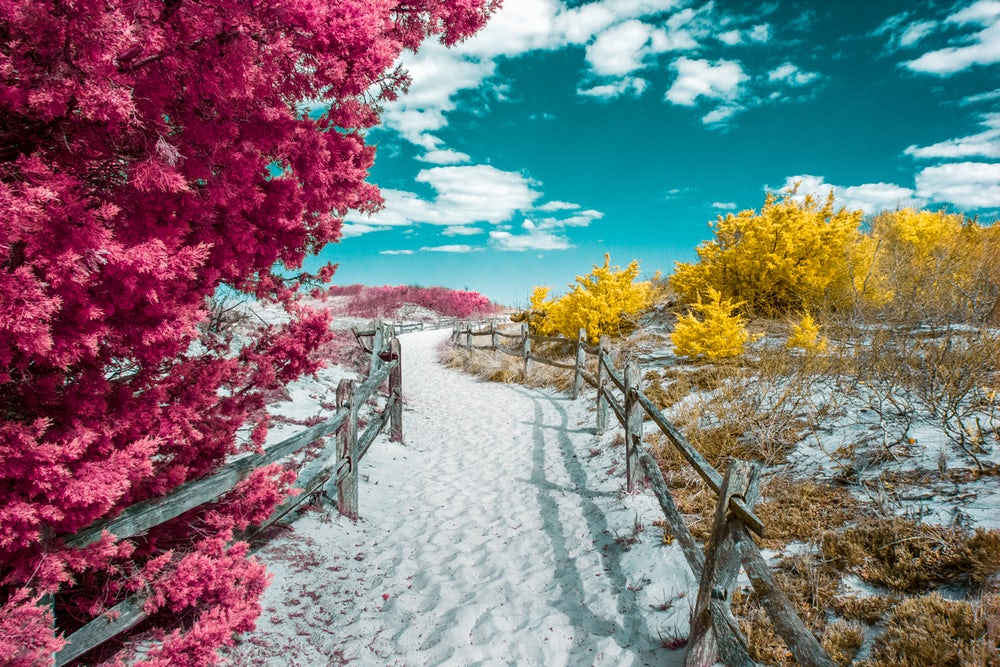 Похвальная грамота в категории «Инфракрасный цвет» - Островной Пляж в ИК-цвете. Фото: David Nilsen