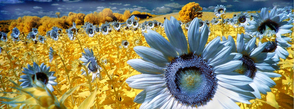 Похвальная грамота в категории «Инфракрасный цвет» - «Голубые солнца». Фото: Henry H Smith