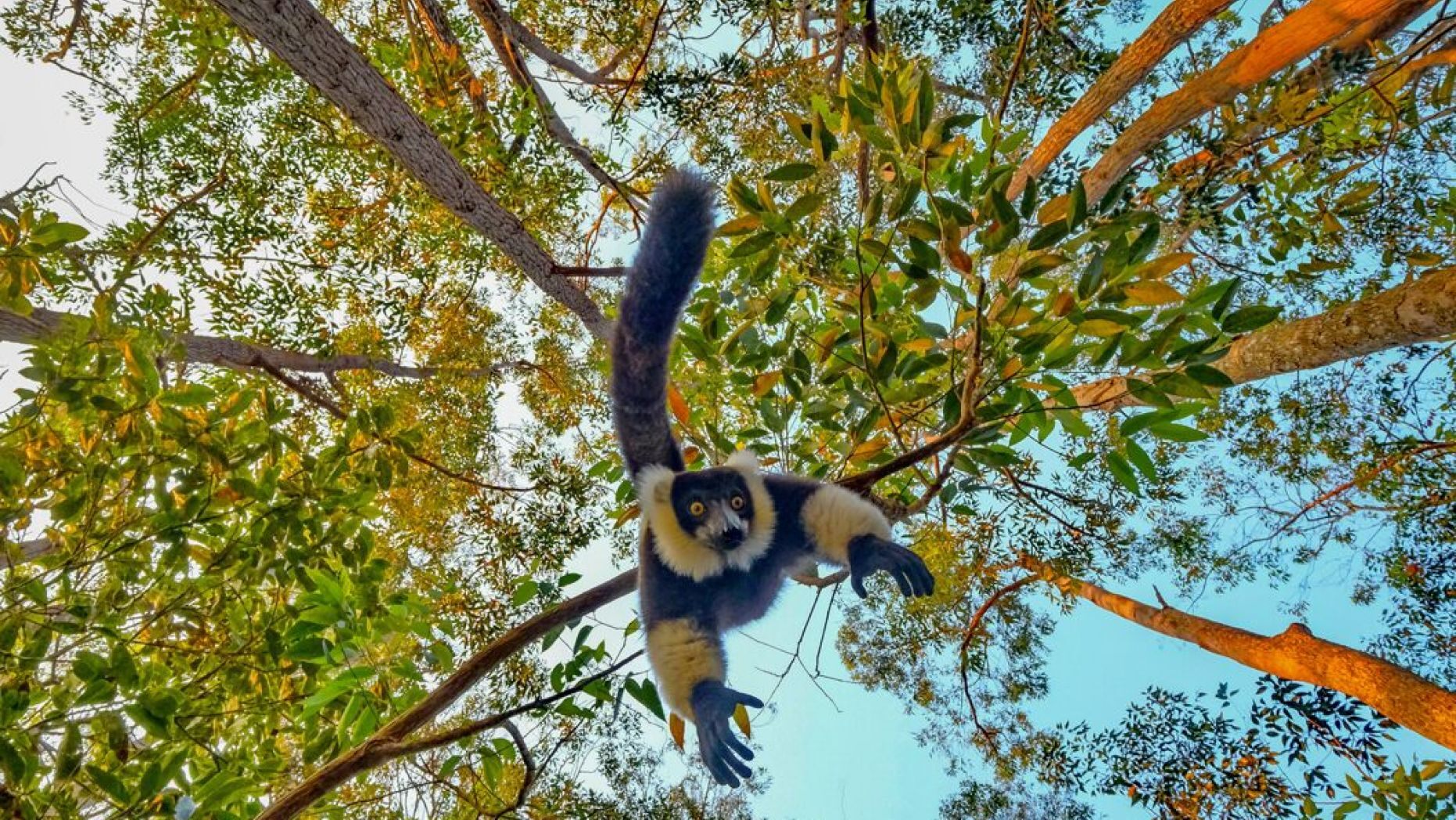 На смешной фотографии, сделанной в национальном парке Андасибе на Мадагаскаре, видно, как животное смотрит прямо в объектив, вися вниз головой на дереве. Фото: SWNS