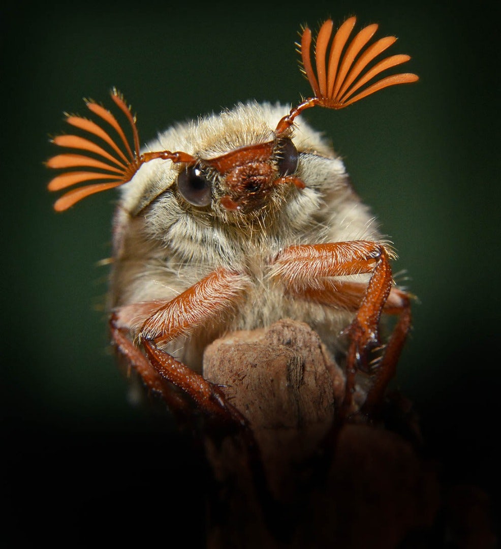 Высоко-рекомендуемое фото под названием - Майский жук, сделанное в Уэльсе, Великобритания. Майский жук западный (лат. Melolontha melolontha) — жук из подсемейства хрущи. Фото: Alan Price