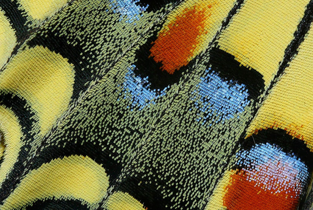 Рекомендуемое фото под названием -  Ткань. Никосия, Кипр. «Детали крыльев бабочки парусника (лат. Papilionidae) в макро-режиме выглядели как тканый гобелен или даже как крупные RGB-пиксели на мониторе». Фото: Hasan Baglar