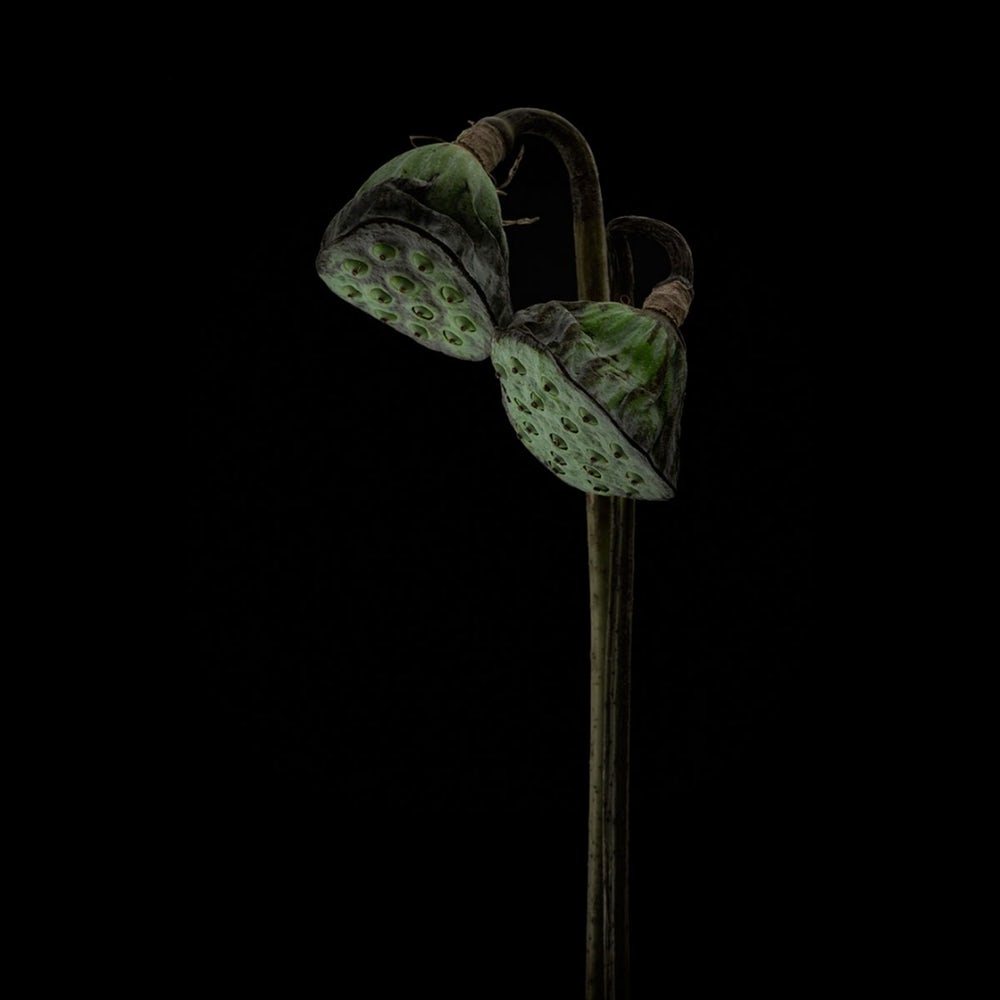 Фото финалист конкурса под названием - Лампы лотоса. Сделано в студии в Дании. «Интимный портрет двух семян лотоса, они очаровали меня своей особой формой и обликом. Семена используются в азиатской кухне и традиционной медицине». Фото: Lotte Grønkjær