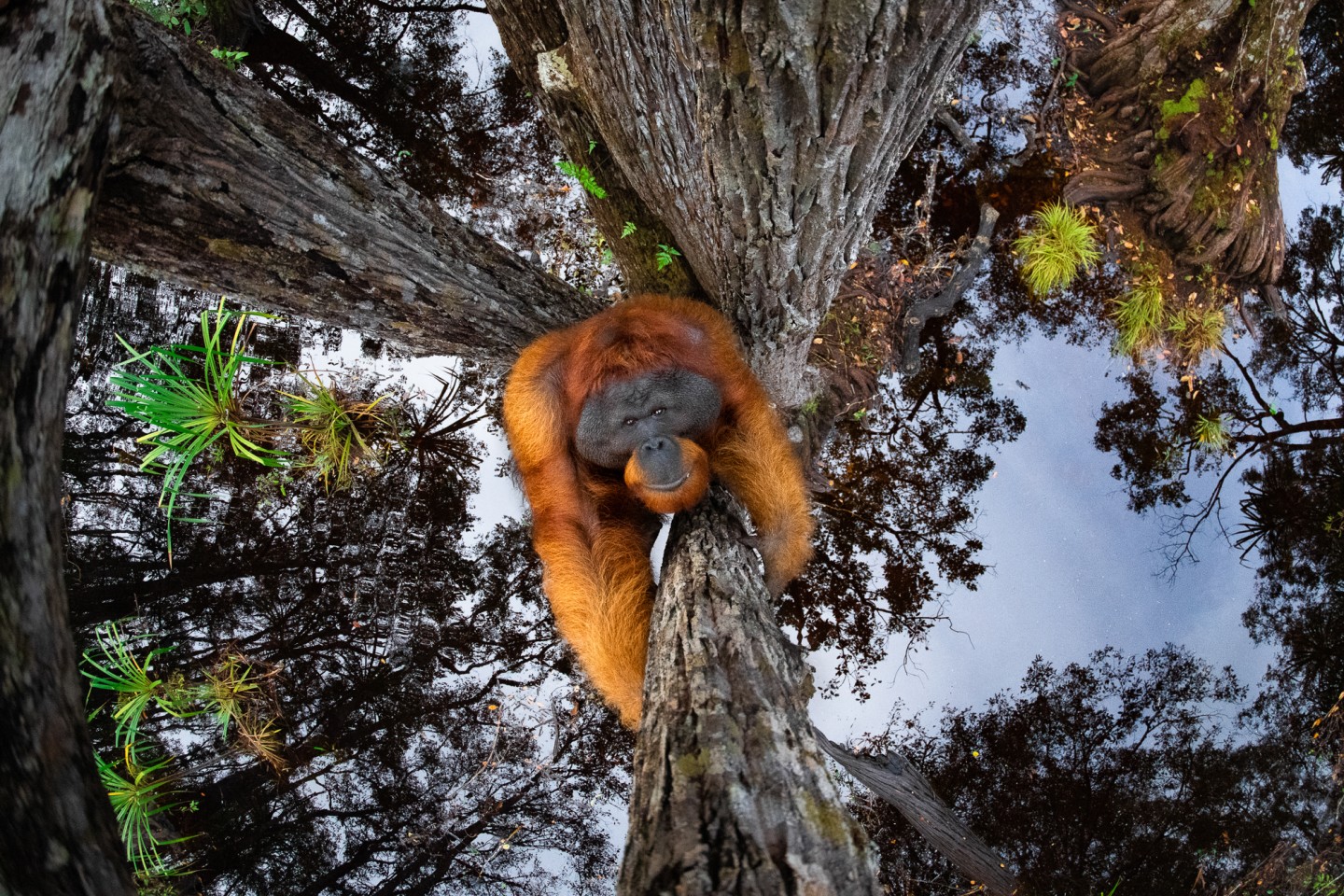 «Орангутан, взбирающийся на дерево на Борнео, над водой, отражающей небо». Фото: Thomas Vijayan