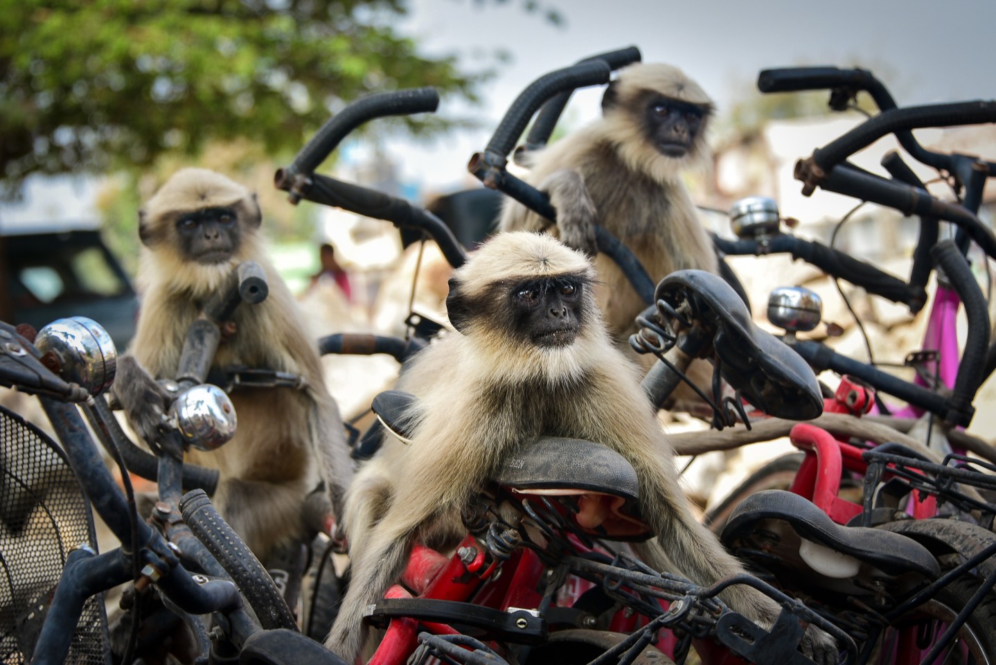 «Лангуры на кучу велосипедов в Хампи, Индия». Фото: Yevhen Samuchenko