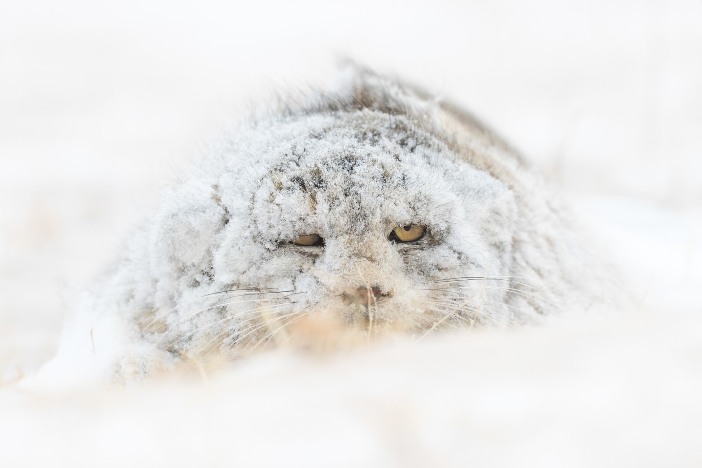 «Неуловимый Манул (палласов кот) в снегу в восточной Монголии». Фото: Amit Eshel