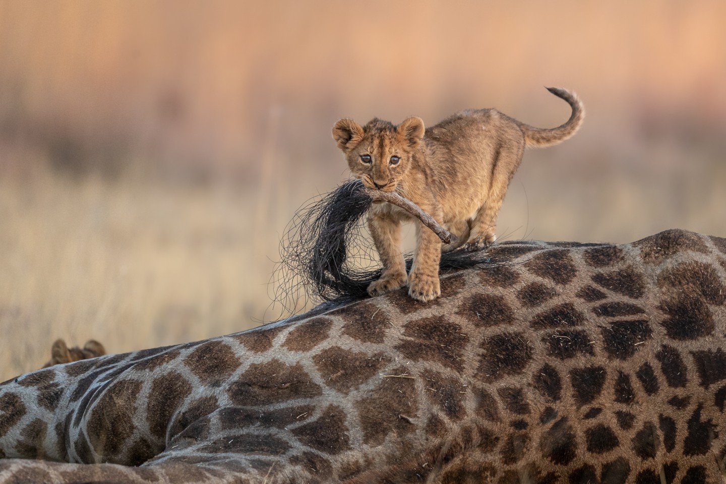 «Львенок играет с хвостом мертвого жирафа». Фото: Charl Stols
