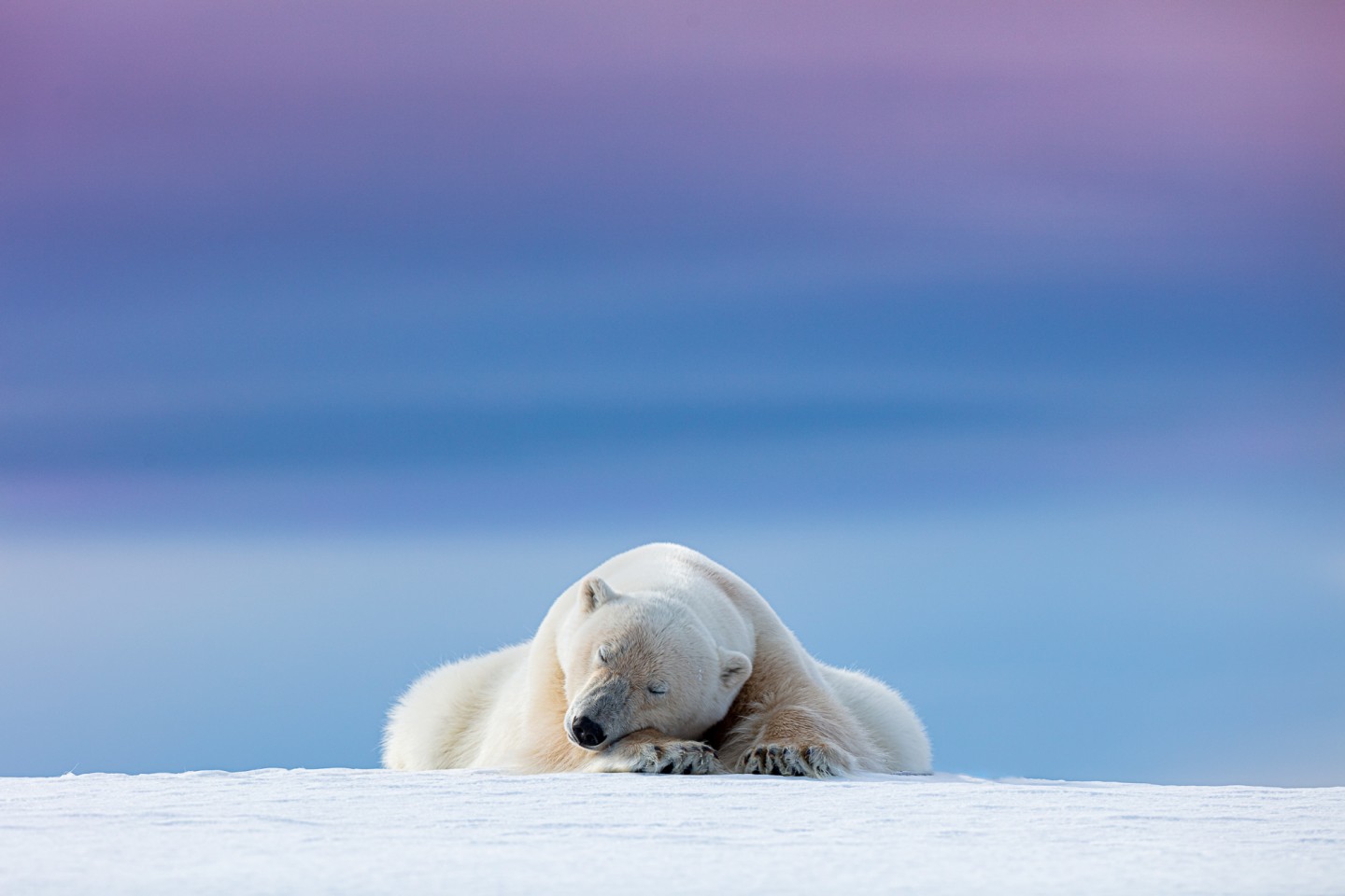 «Белый медведь отдыхает на Шпицбергене, Норвегия». Фото: Dennis Stogsdill
